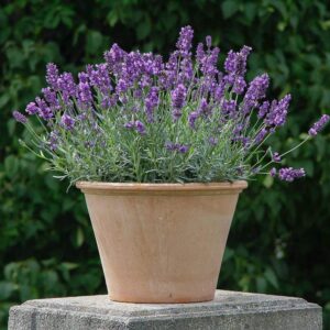 Lavender (Lavandula angustifolia)