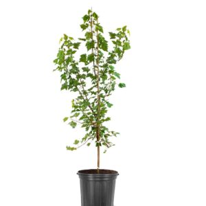 Red Maple (Acer rubrum 'October Glory')