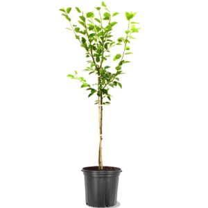 Bartlett Pear (Pyrus betulaefolia)