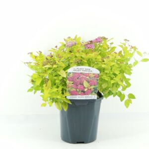 Golden Spirea (Spiraea japonica 'Golden Princess')