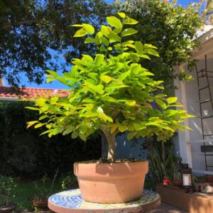 Chinese Hackberry (Celtis sinensis)