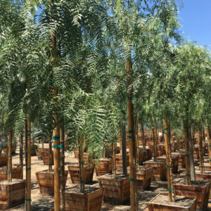 Peruvian pepper tree (Schinus molle)