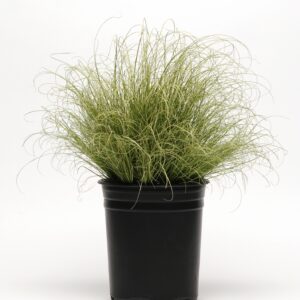 Frosted Curls (Carex morrowii 'Frosted Curls')