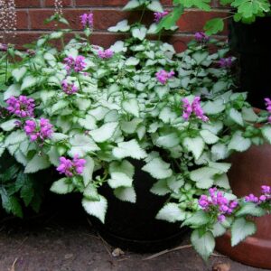 Purple Dragon (Lamium maculatum)