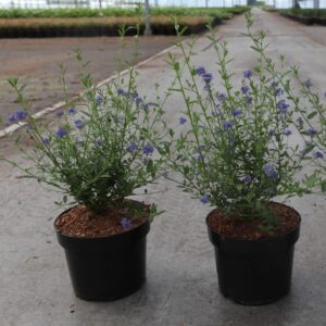 California lilac (Ceanothus concha)