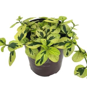 Diamond Heights manzanita (Ceanothus 'Diamond Heights')