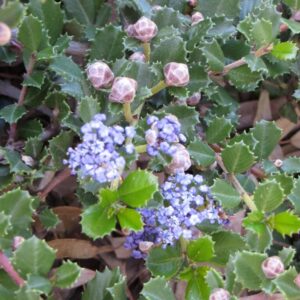 Anchor Bay California lilac (Ceanothus 'Anchor Bay')