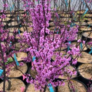 Eastern Redbud (Cercis canadensis)