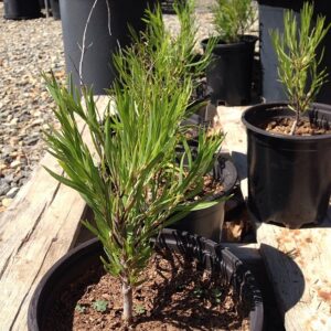 desert willow (Chilopsis linearis)