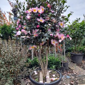 Cleopatra (Camellia sasanqua)