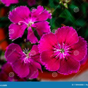 maiden pink (Dianthus deltoides)