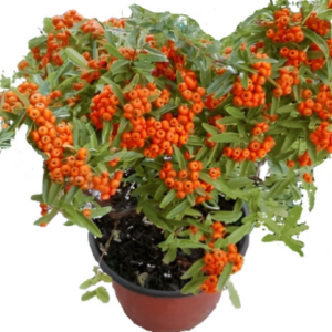 Firethorn (Pyracantha 'Graberi')