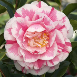 Jordan's Pride Camellia (Camellia japonica Jordan's Pride)