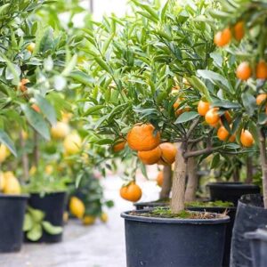 Citrus (Citrus spp.)
