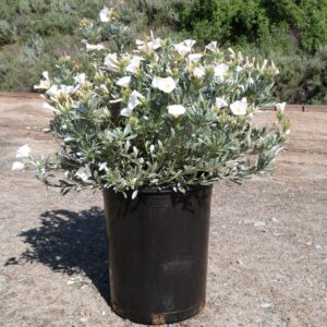 Morning Glory (Convolvulus)