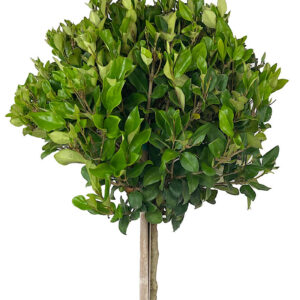 Texas privet (Ligustrum texanum)