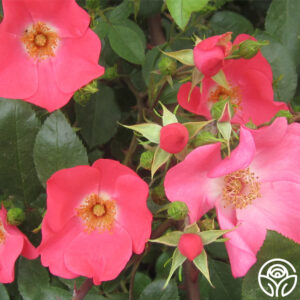 Coral Meidiland Rose (Rosa 'Coral Meidiland')