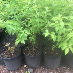 gray dogwood (Cornus racemosa)