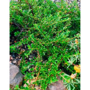 rockspray cotoneaster (Cotoneaster horizontalis)