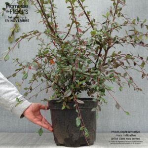 Flowering cotoneaster (Cotoneaster lacteus)