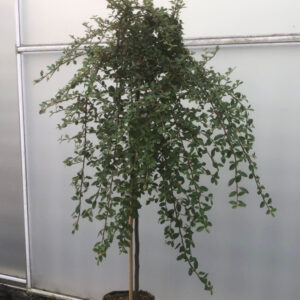 Coral Beauty (Cotoneaster dammeri)