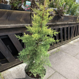 Limelight Cypress (Cupressus glabra 'Limelight')