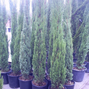 Italian Cypress (Cupressus sempervirens)