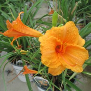 Daylily (Hemerocallis fulva)