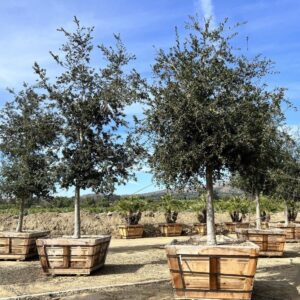 Interior Live Oak (Quercus wislizeni)