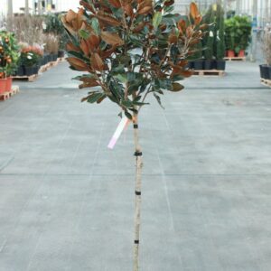 Little Gem Magnolia (Magnolia grandiflora 'Little Gem')