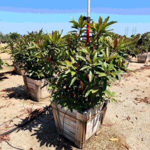 Bronze Loquat (Eriobotrya deflexa)