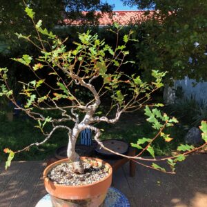 Valley Oak (Quercus lobata)