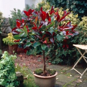 Red tip photinia (Photinia fraseri)