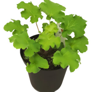 Coral Bells (Heuchera sanguinea)