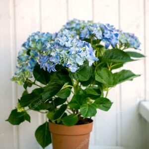 Blue Hydrangea (Hydrangea macrophylla)