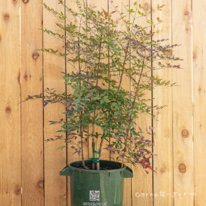 Heavenly Bamboo (Nandina domestica 'Plum Passion')