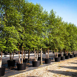 River Birch (Betula nigra 'Dura Heat')