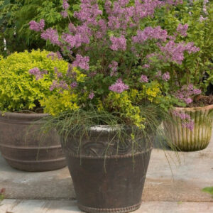 lilac (Syringa vulgaris)