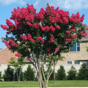 Dynamite Crape Myrtle (Lagerstroemia indica 'Dynamite')
