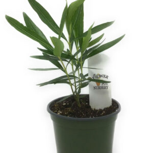 Oleander (Nerium oleander)