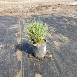 Bunny Tails (Pennisetum messiacum)