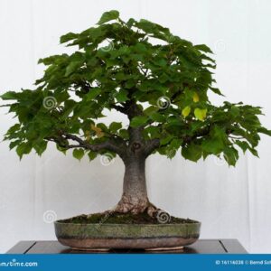 Little Leaf Linden (Tilia cordata)