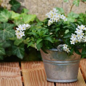 Regent (Solanum japonicum)