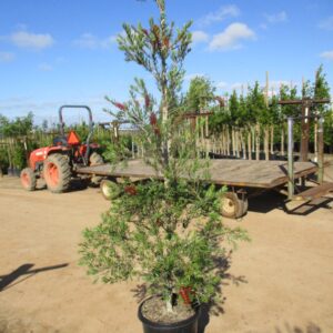 California sumac (Rhus lancea)