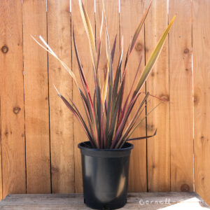 Sun Downer (Phormium tenax)