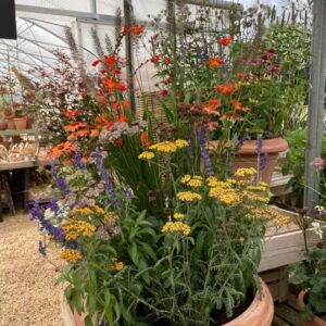 Purple coneflower (Echinacea)