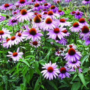 coneflower (Echinacea purpurea "Magnus")