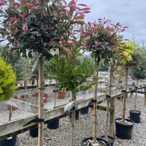 Red Tip Photinia (Photinia fraseri)