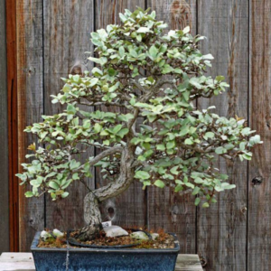 Russia olive (Elaeagnus angustifolia)