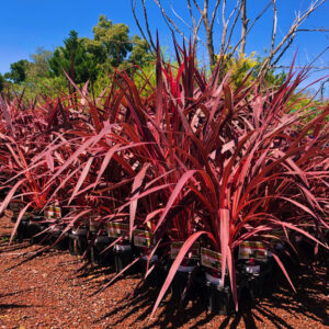 Electric Pink (Cordyline fruticosa)